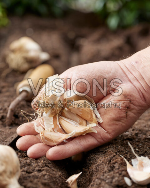 Planting garlic cloves