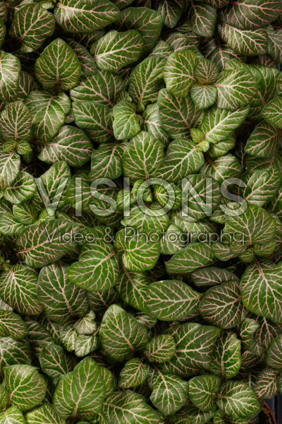 Fittonia Green Mistral