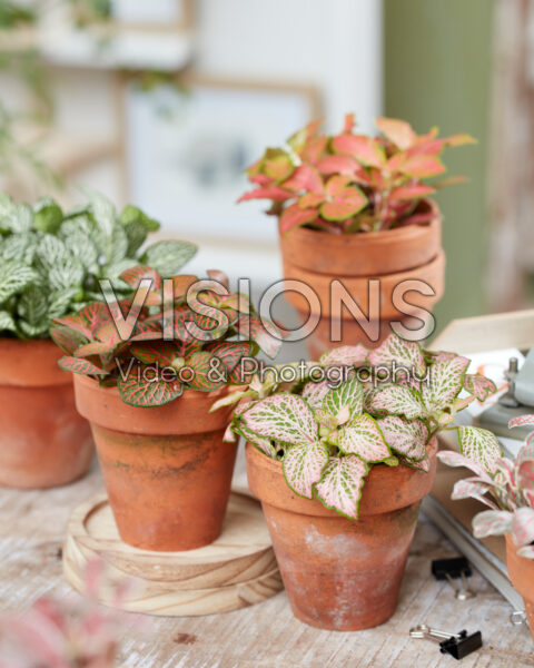 Fittonia Salmon Ruby Lime, Joly Josan