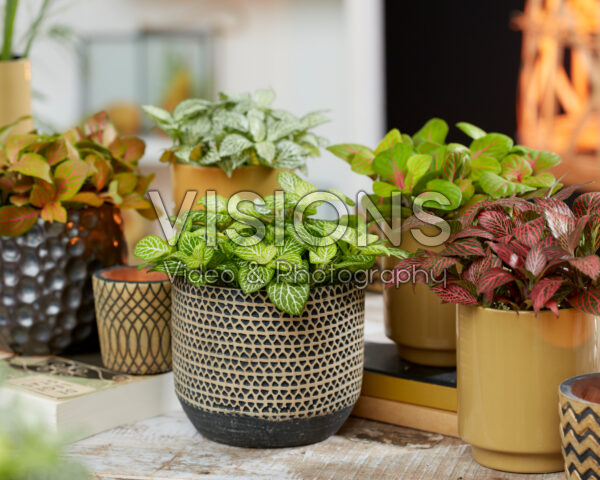 Fittonia collectie