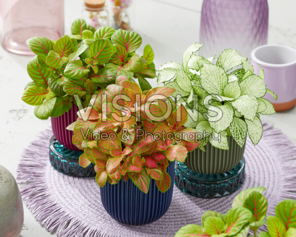 Fittonia Bubble Green, Ruby Lime, Snow Anne