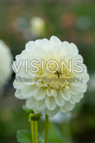 Dahlia Bahia Blanca Dahlia Bahia Blanca