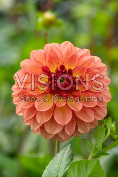 Dahlia Chapeau Bas Dahlia Chapeau Bas