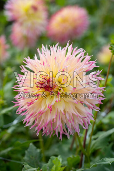 Dahlia Hapet P Dahlia Hapet P