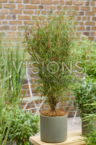 Frangula alnus Ron Williams Frangula alnus Ron Williams