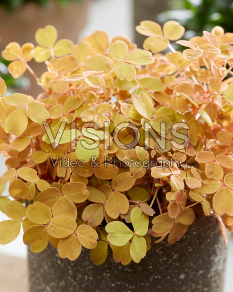 Oxalis Sunset Velvet Oxalis Sunset Velvet