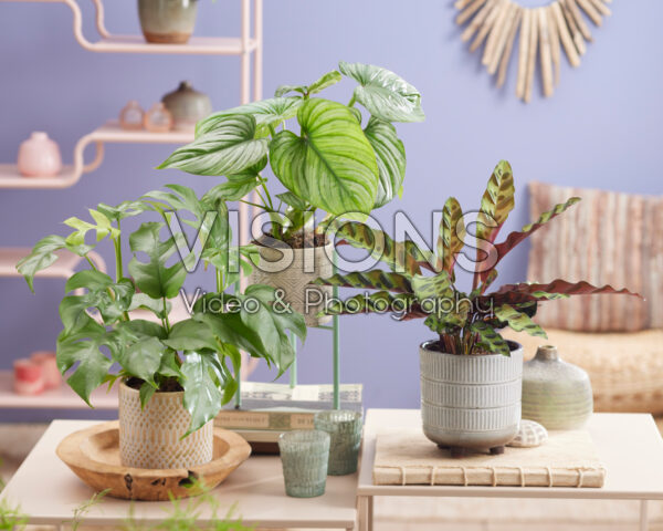 Indoor plant combination