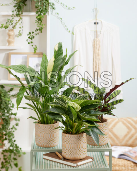Indoor plant combination Indoor plant combination