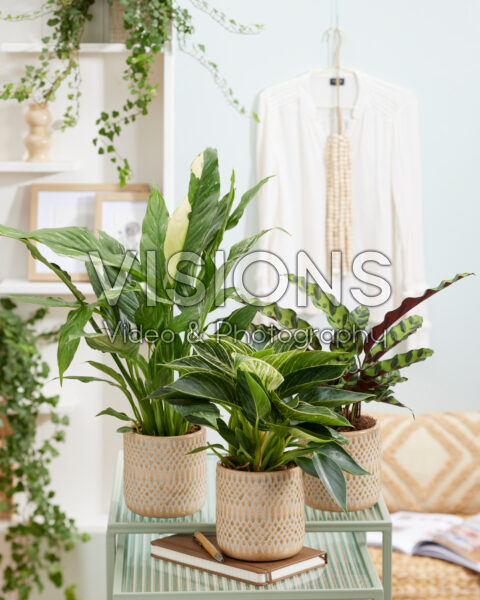 Indoor plant combination