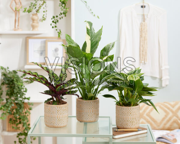 Philodendron White Wave
Spathiphyllum Jet Diamond
Calathea insignis
