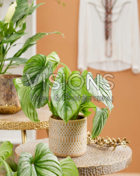 Philodendron mamei