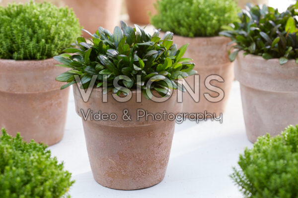Ajuga reptans Ajuga reptans
