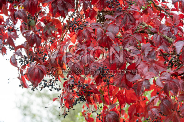 Parthenocissus quinquefolia var. engelmannii