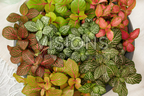 Fittonia combination Fittonia combination