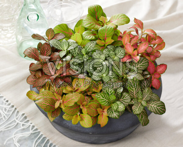 Fittonia combination Fittonia combination