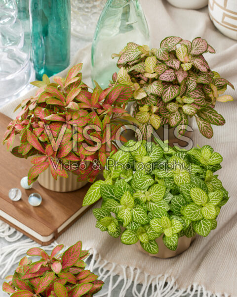 Fittonia Salmon Ruby, Mini Skeleton, Joly Lemon