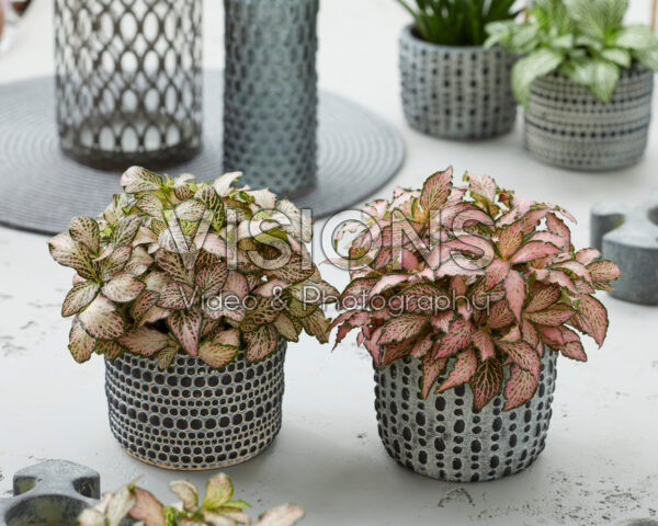 Fittonia Pink Forest Flame, Pink Tiger