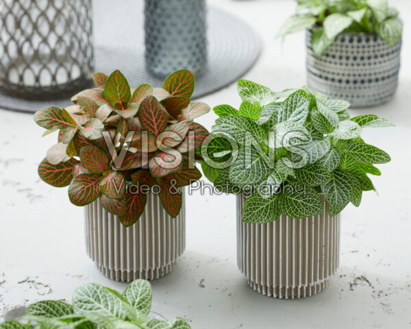 Fittonia Joly Josan, Mini White