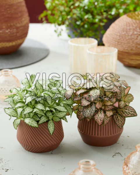 Fittonia White Forest Flame, Pink Tiger