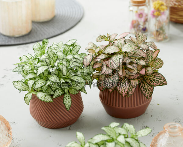 Fittonia White Forest Flame, Pink Tiger