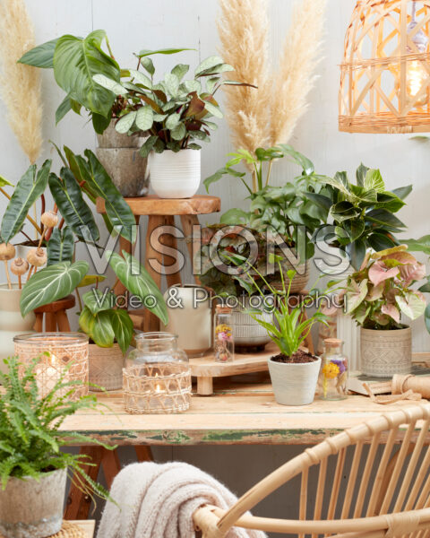Indoor plant collection Indoor plant collection