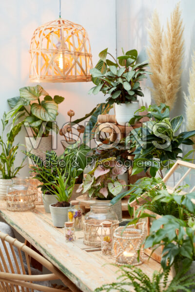 Indoor plant collection