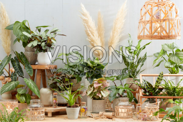 Kamerplanten collectie Kamerplanten collectie