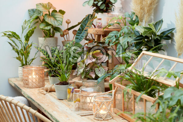 Indoor plant collection