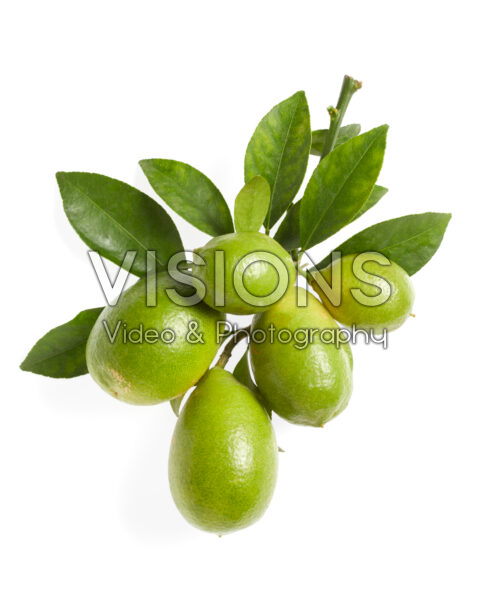 Lime, Citrus aurantiifolia