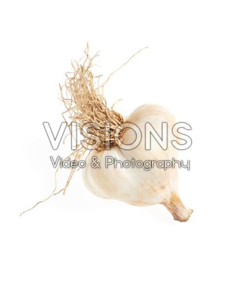 Garlic, Allium sativum