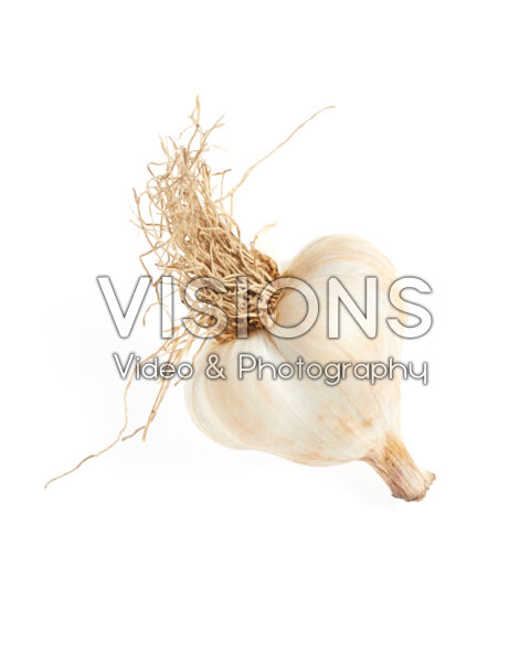 Knoflook, Allium sativum Knoflook, Allium sativum
