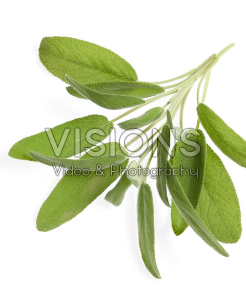Salie, Salvia officinalis Salie, Salvia officinalis