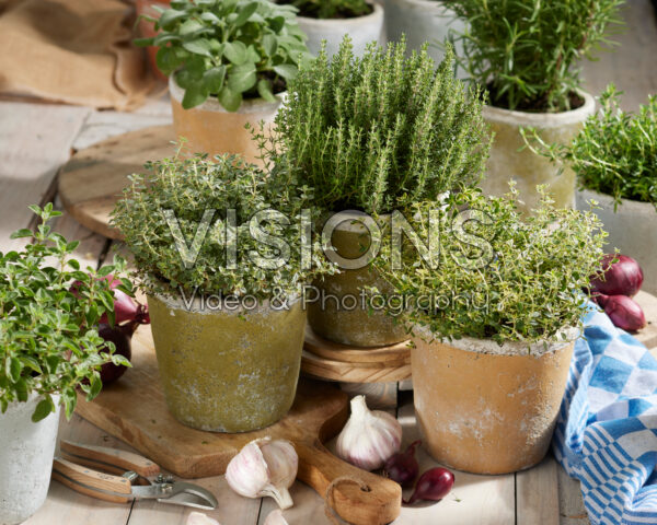 Assorted thyme