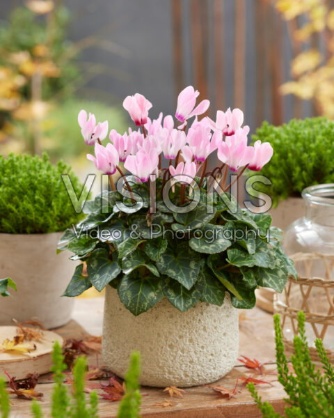 Cyclamen licht roze