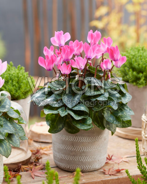 Cyclamen roze