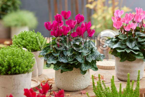 Cyclamen paars