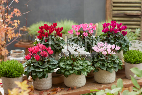 Cyclamen collection