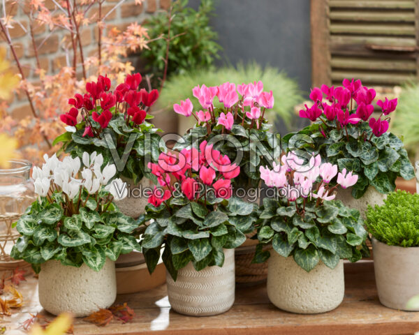 Cyclamen collectie