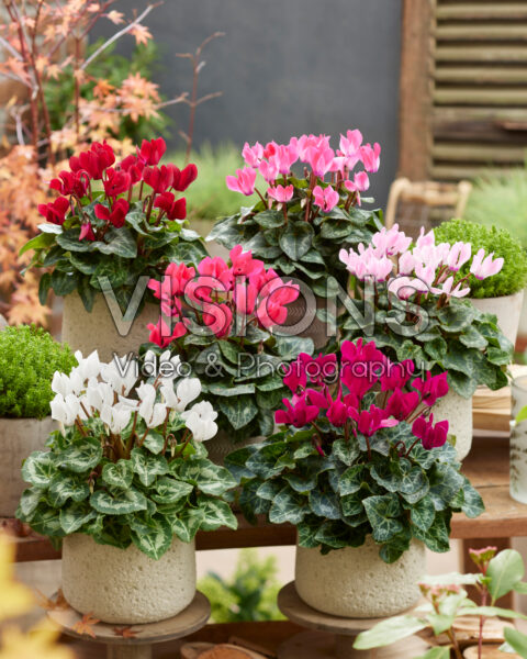 Cyclamen collection