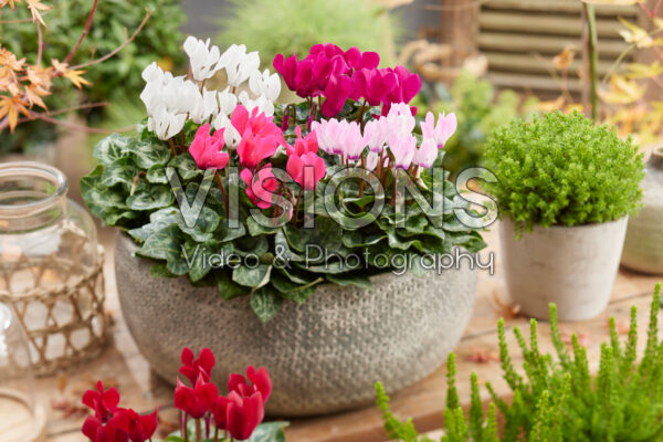 Cyclamen combination