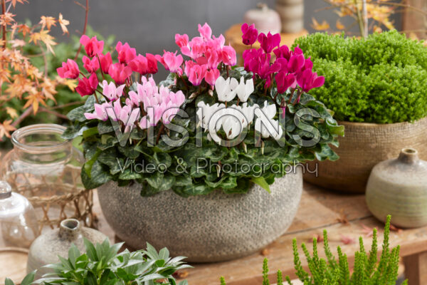 Cyclamen combination