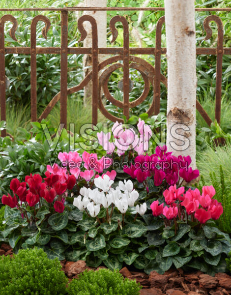 Cyclamen collection