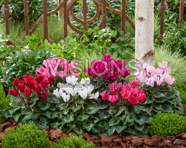 Cyclamen collection