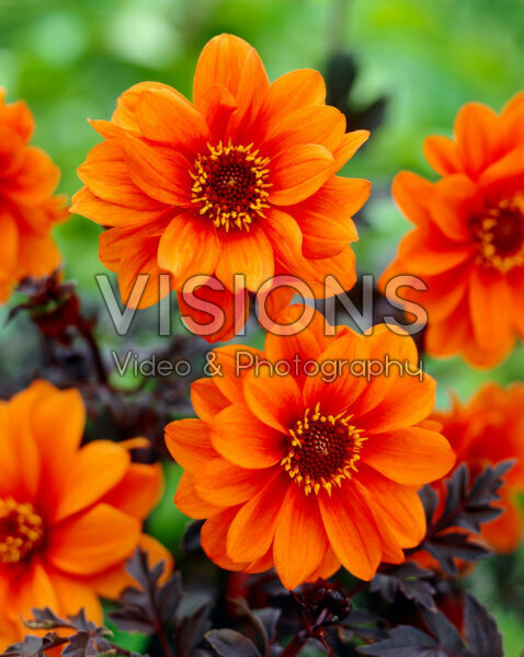 Dahlia Bishop of Oxford 