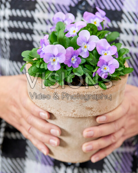 Handen met pot met violen
