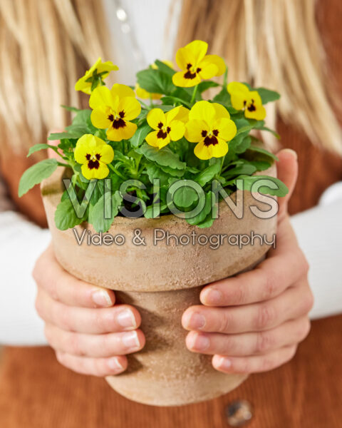 Hands holding pot with pansies