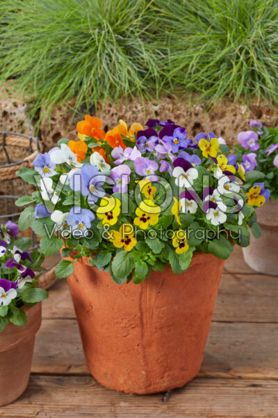 Viola cornuta mixed