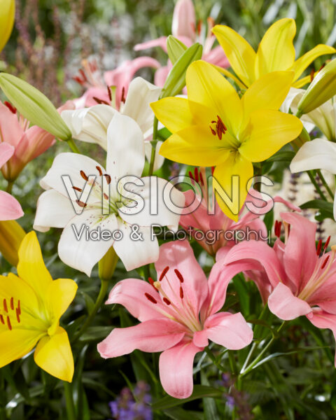 Lilium LA hybrid blend