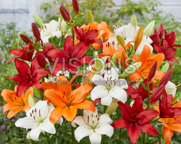 Lilium gemengd