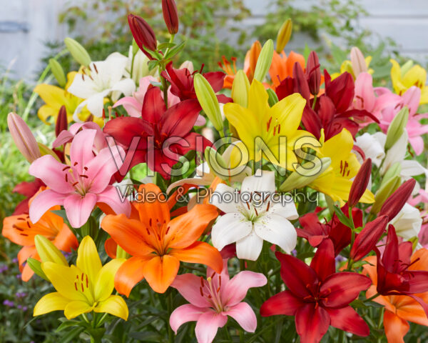 Lilium mixed